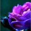 ange_ls